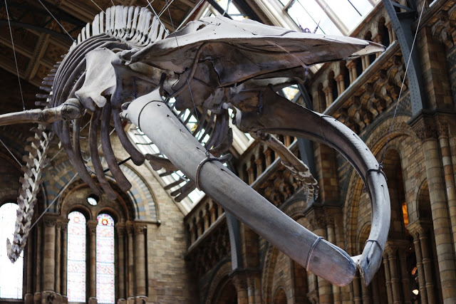 what to do during a UK road trip with kids: see the blue whale skeleton at the natural history museum in london