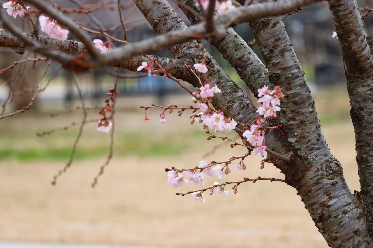 road trip from texas to washington dc - cherry blossoms at the national mall