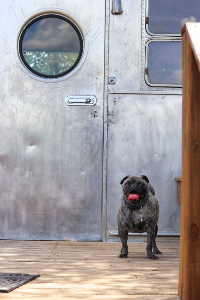dog boarding and dog daycare in austin, texas