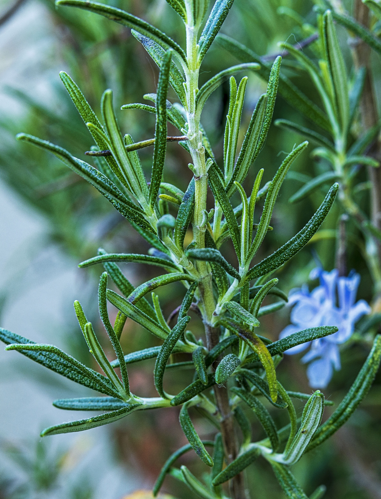 feng shui plants for the front door