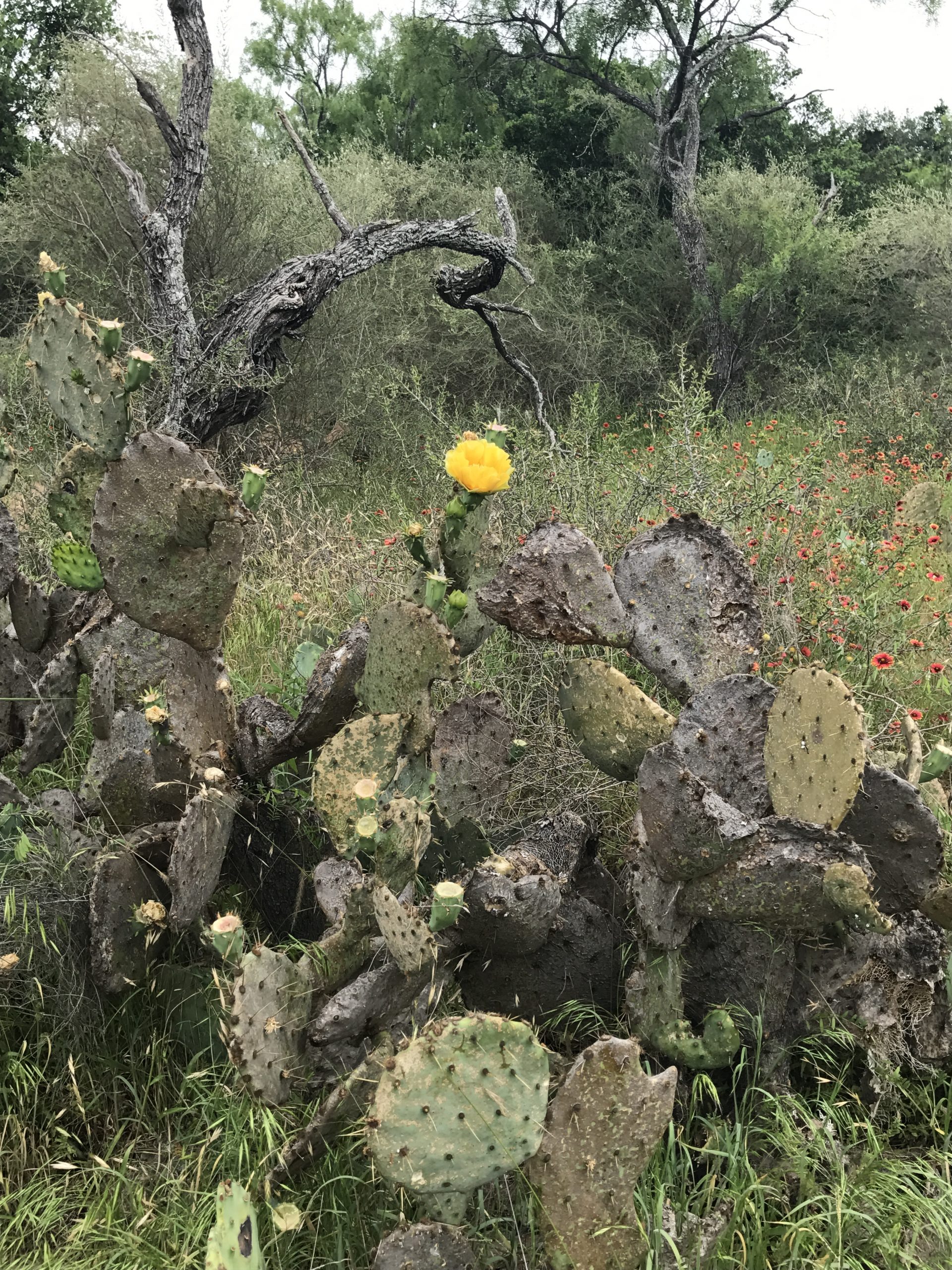 best Texas camping: Canyon of the Eagles
