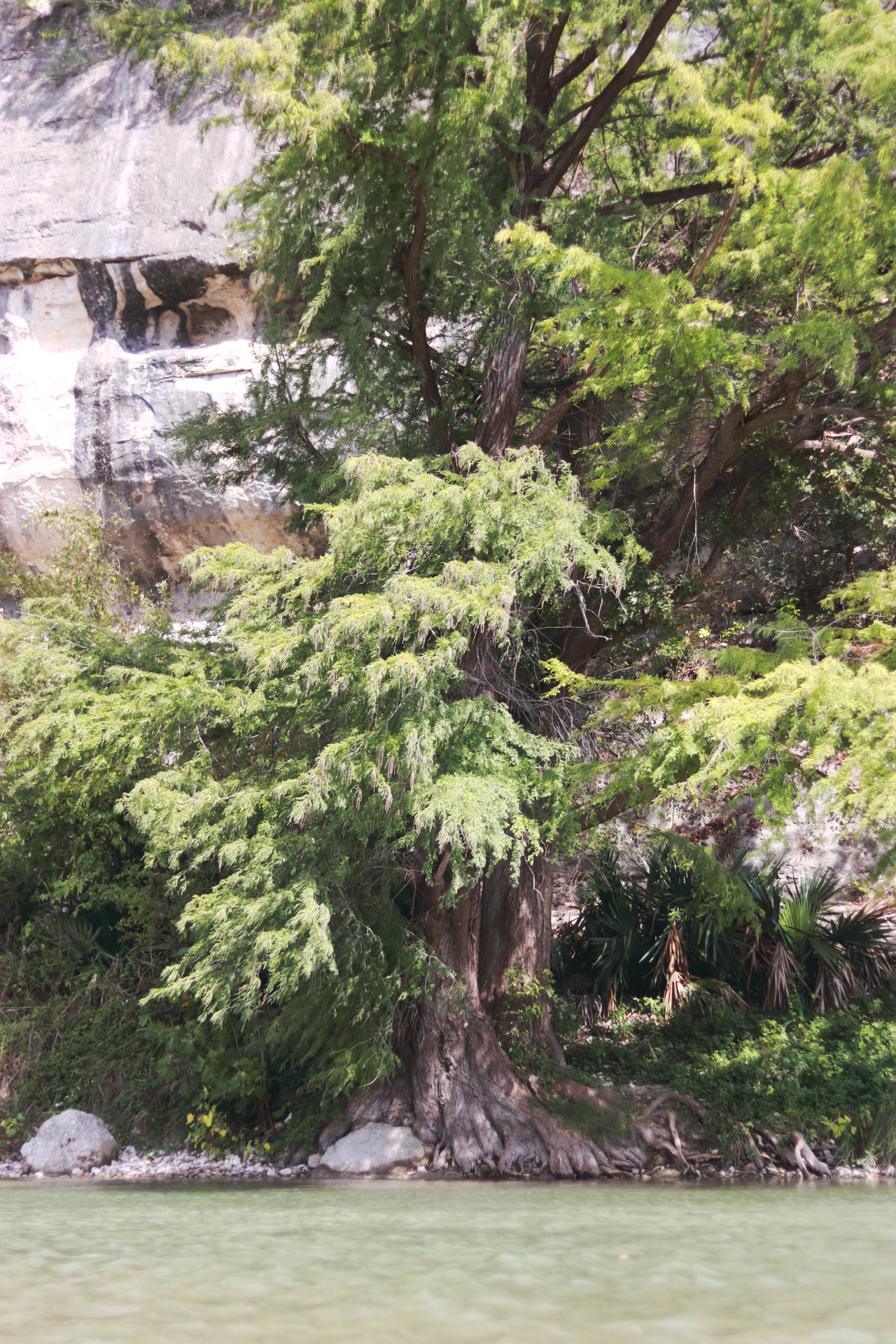 best places to camp in Texas: Guadalupe River State Park