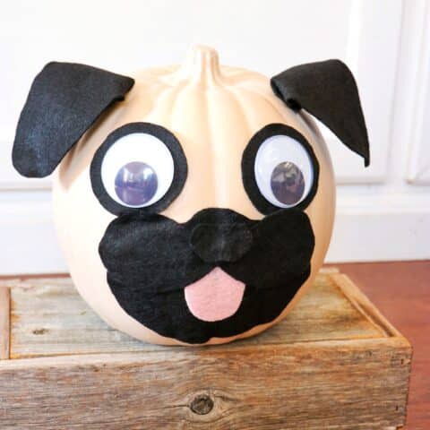 Pugkins (adorable pug pumpkin craft)