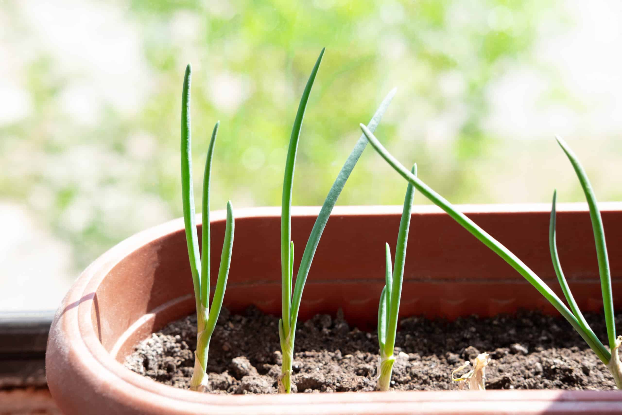 frugal food hacks: plant the whites of green onions to regrow them