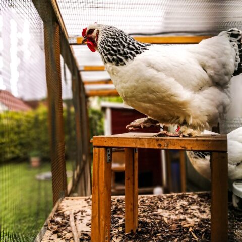 How Can You Design the Perfect Space for Your Backyard Chickens?