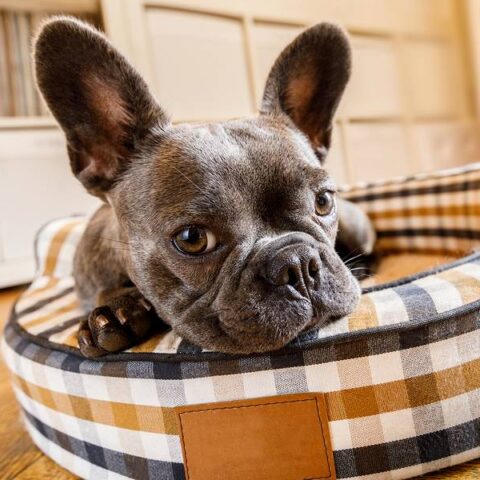 8 Good Design Ideas for Dog-friendly Homes