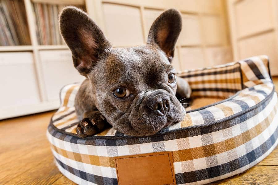 8 Good Design Ideas for Dog-friendly Homes