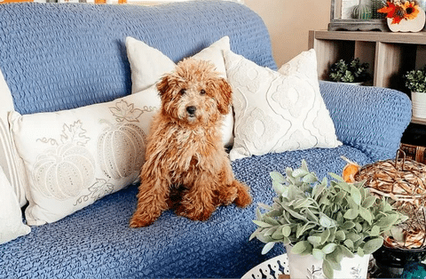 Pet-Conducive Abodes: Crafting a Sanctuary for Your Cherished Companions