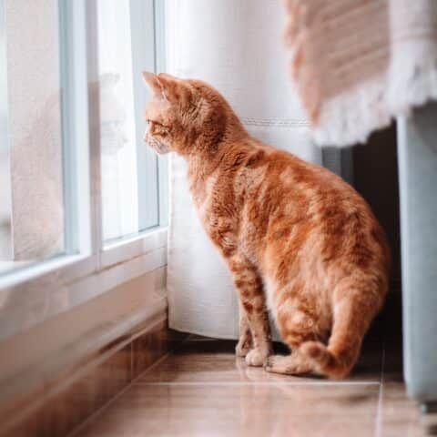 Pawsitive Aromatherapy: Safe Essential Oils for Cats' Well-Being