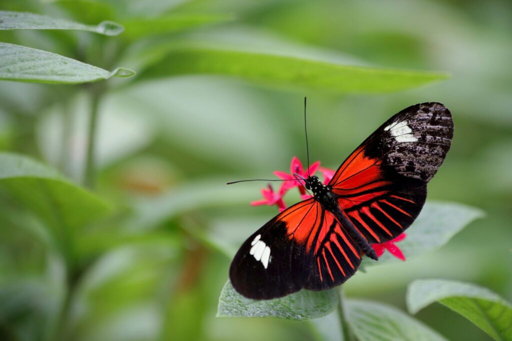 A beautiful butterfly on a flower.