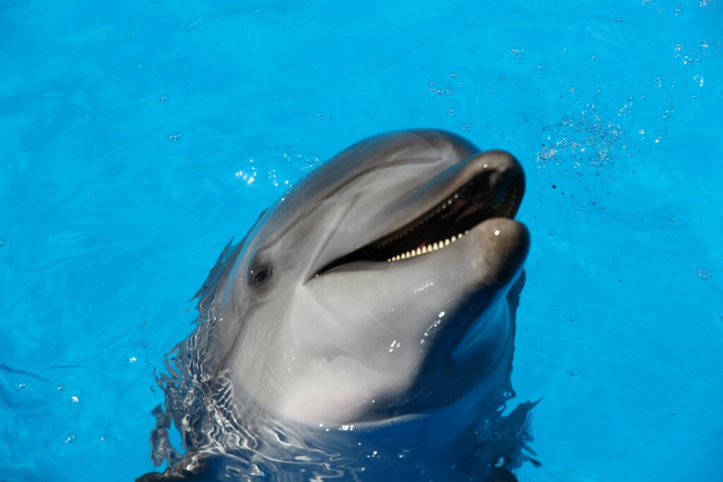 A dolphin in blue water.