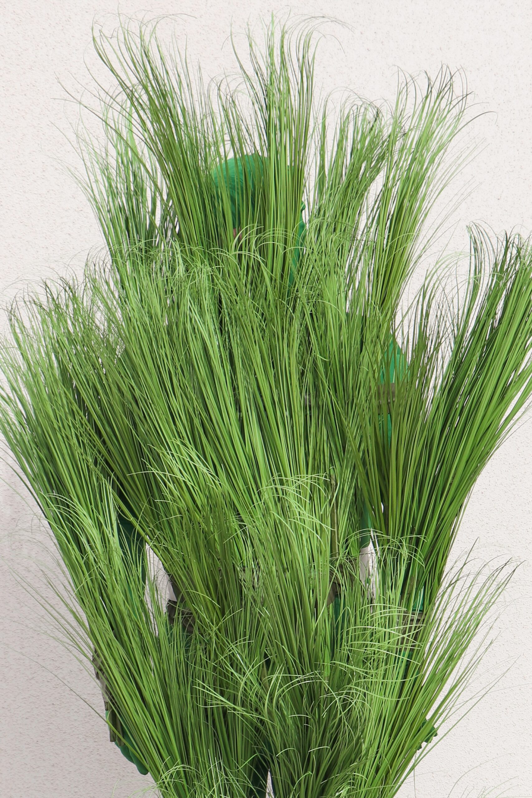 Bad Bunny Super Bowl Halftime Show DIY Sugar Cane Grass Person Halloween Costumes